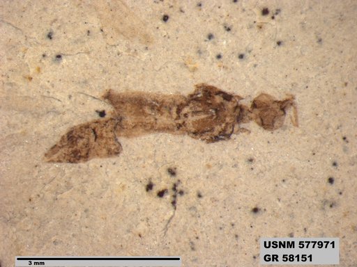 Insecta