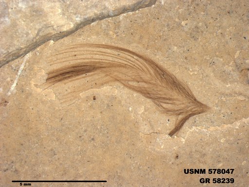 Insecta