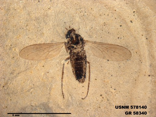Genus sp