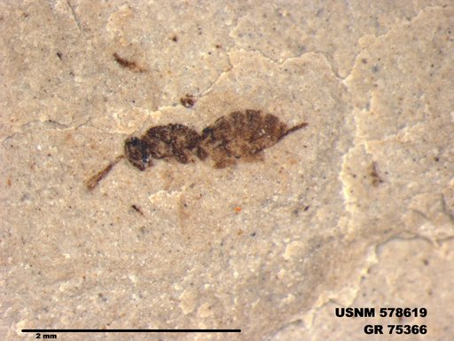Genus sp