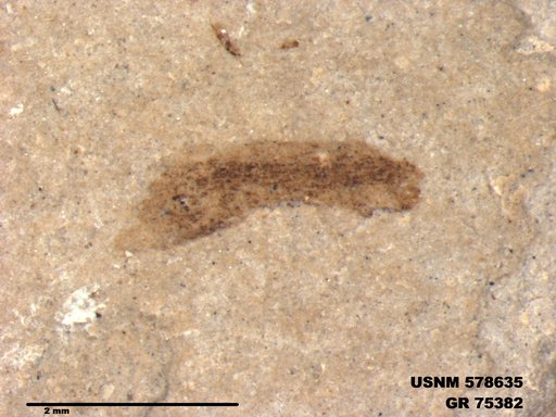 Insecta