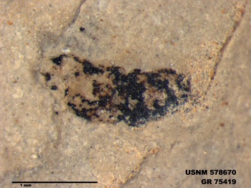 Genus sp