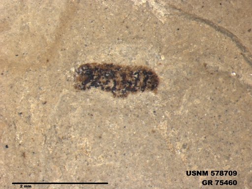 Insecta
