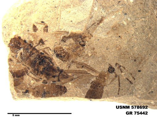 Insecta