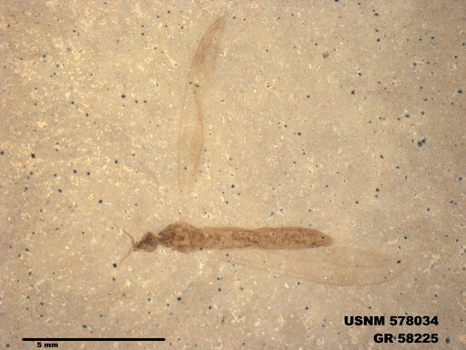 Insecta
