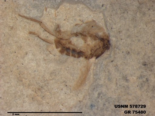 Insecta