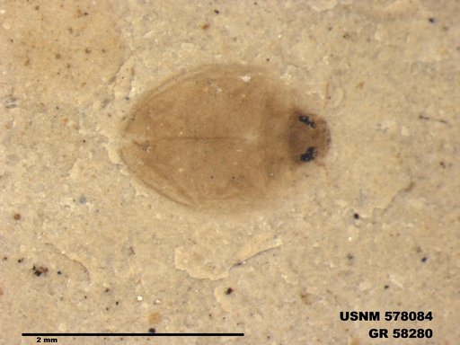 Insecta