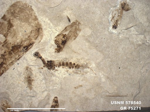 Genus sp