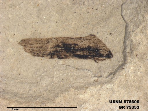 Insecta