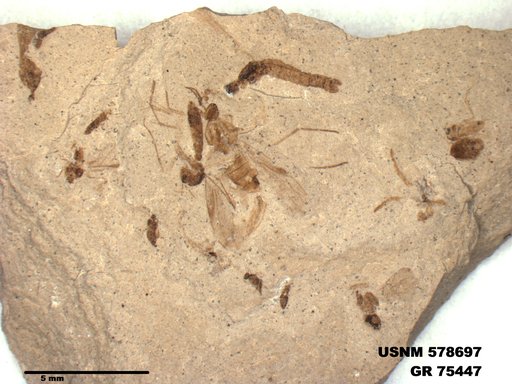 Insecta