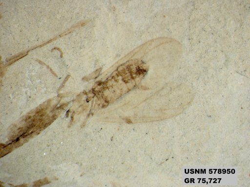Pronemobius sp