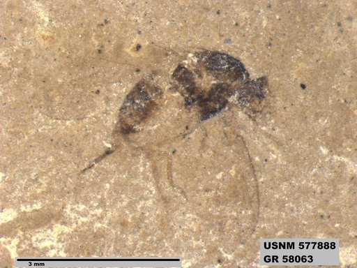 Insecta