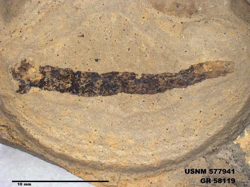 Insecta