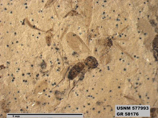 Genus sp