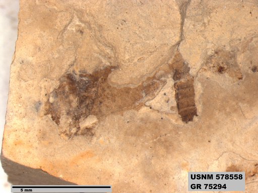 Genus sp