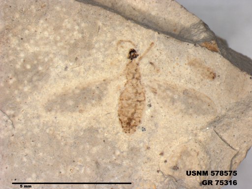 Insecta