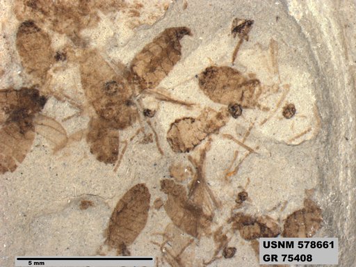 Insecta