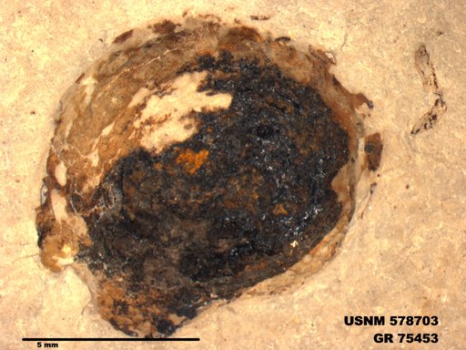 Insecta