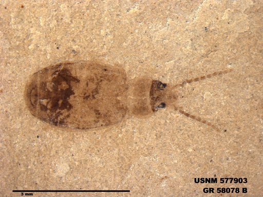 Insecta