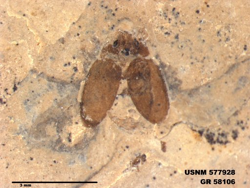 Insecta