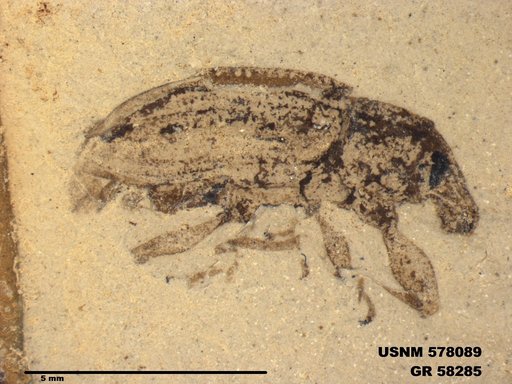 Insecta
