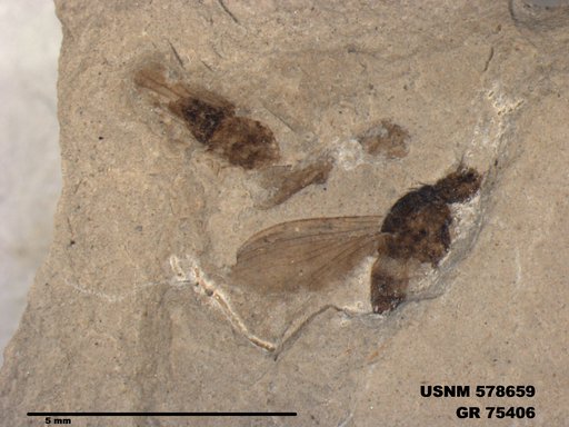 Genus sp