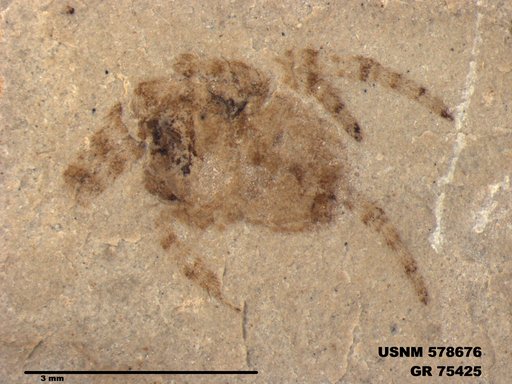 Insecta