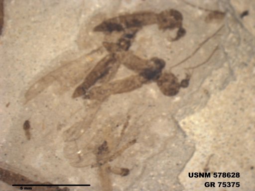 Genus sp