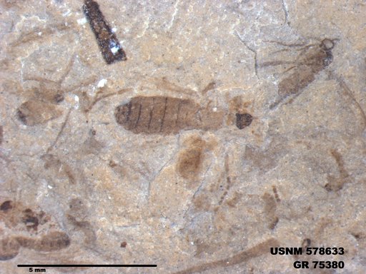 Insecta