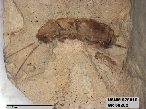 Genus sp