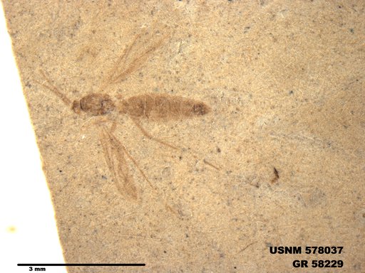 Insecta