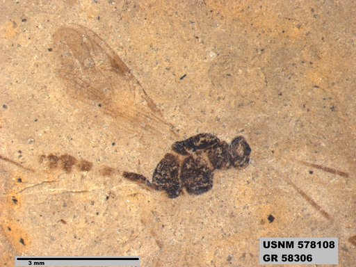 Insecta