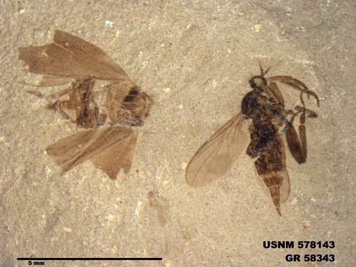 Genus sp