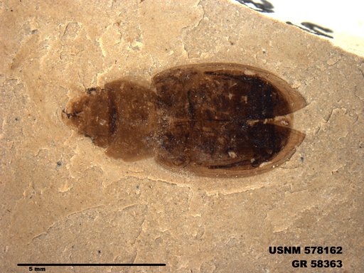 Insecta