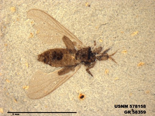 Insecta