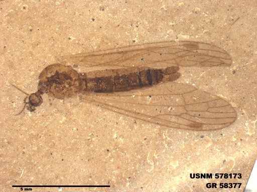 Insecta