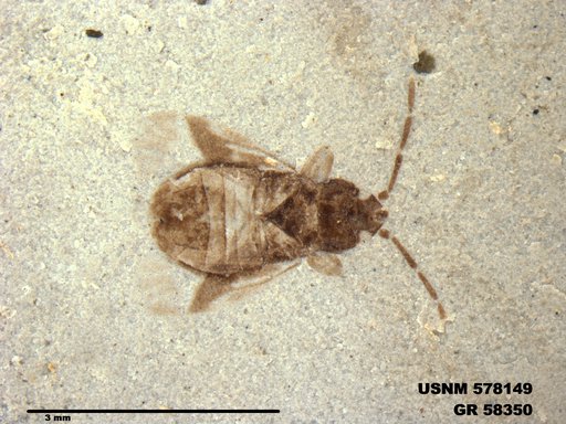 Genus sp