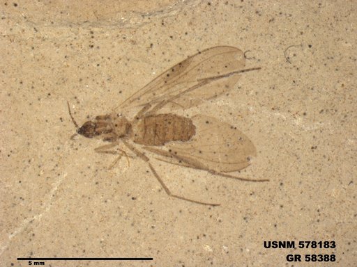 Insecta