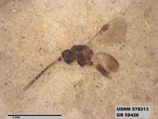 Insecta