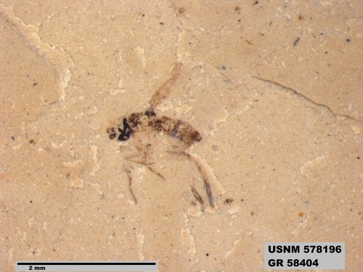 Insecta