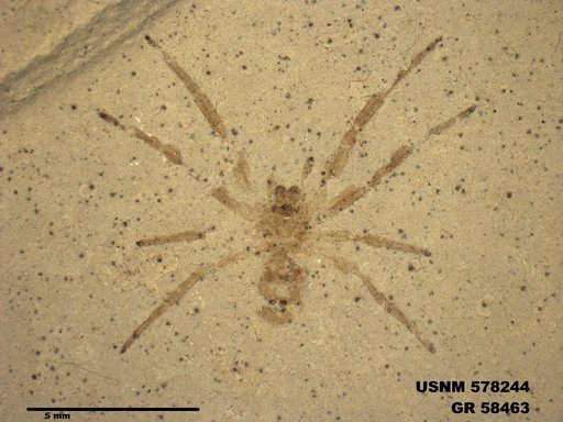 Insecta