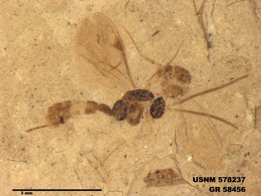 Genus sp