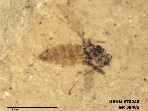 Insecta
