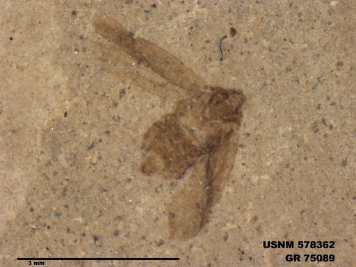 Genus sp