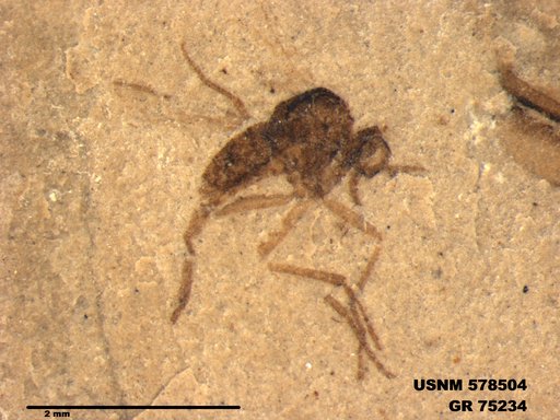 Insecta