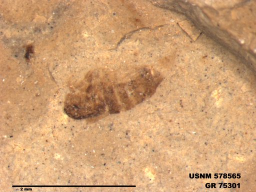 Eotetrix unicornis