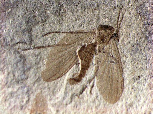Genus sp