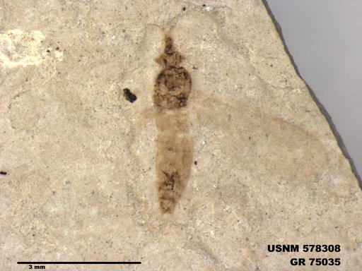Insecta
