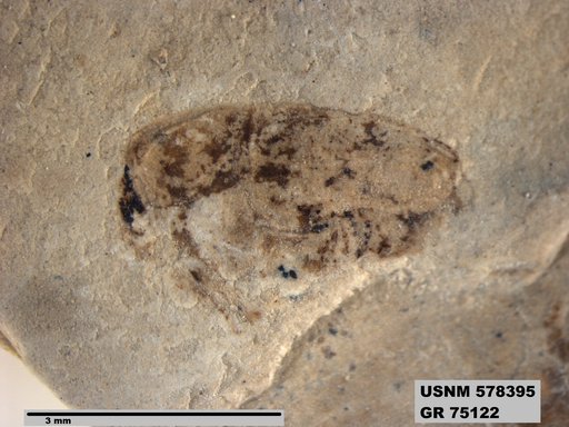 Genus sp