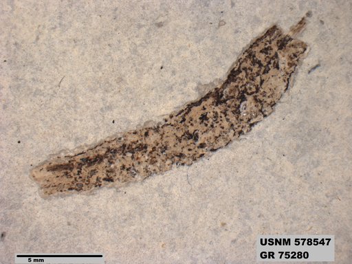 Insecta